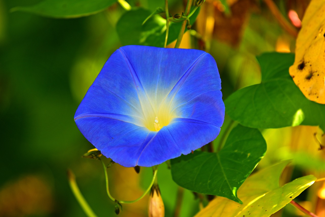 morning-glory-facts-stats