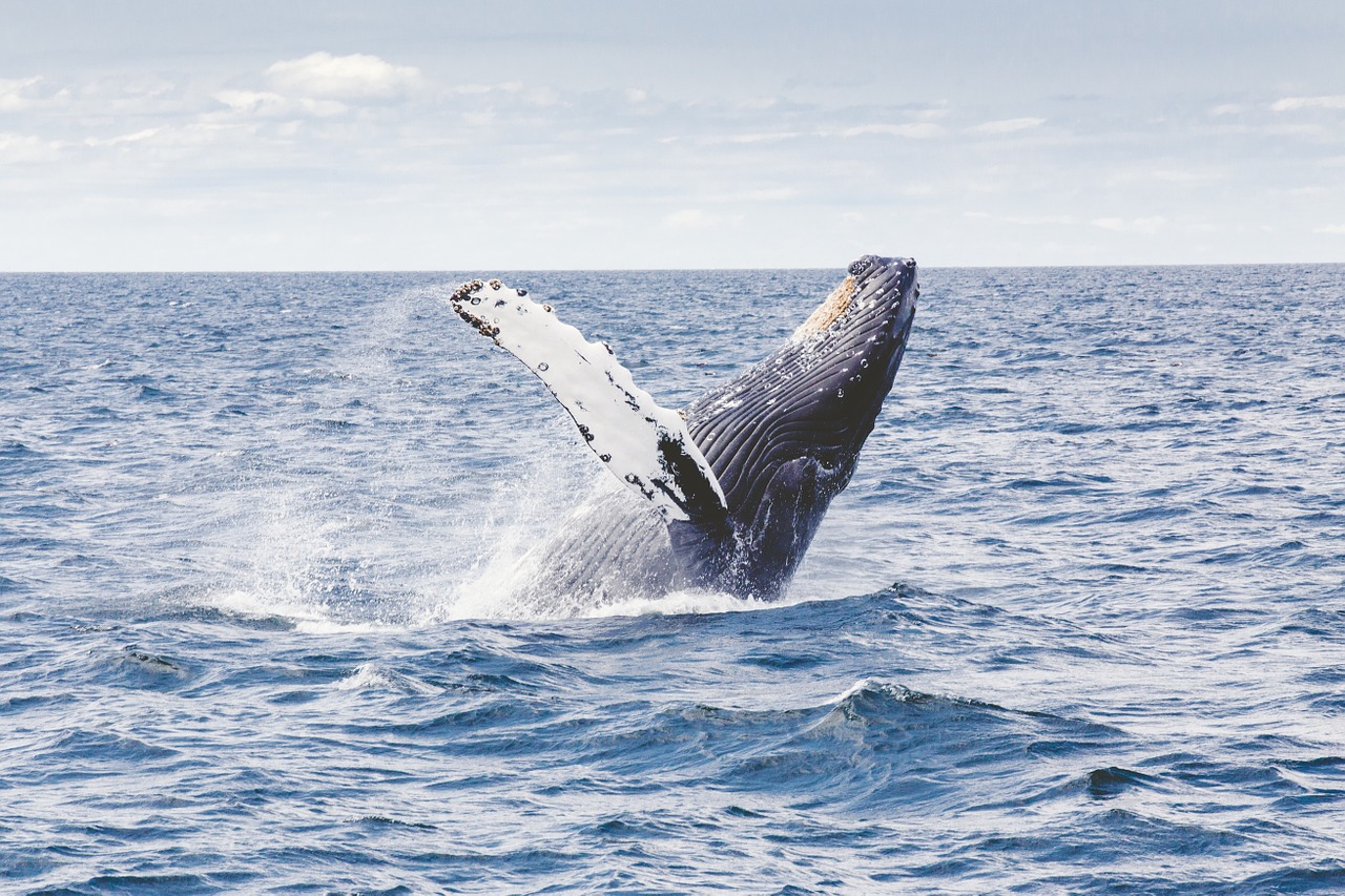 humpback-whale