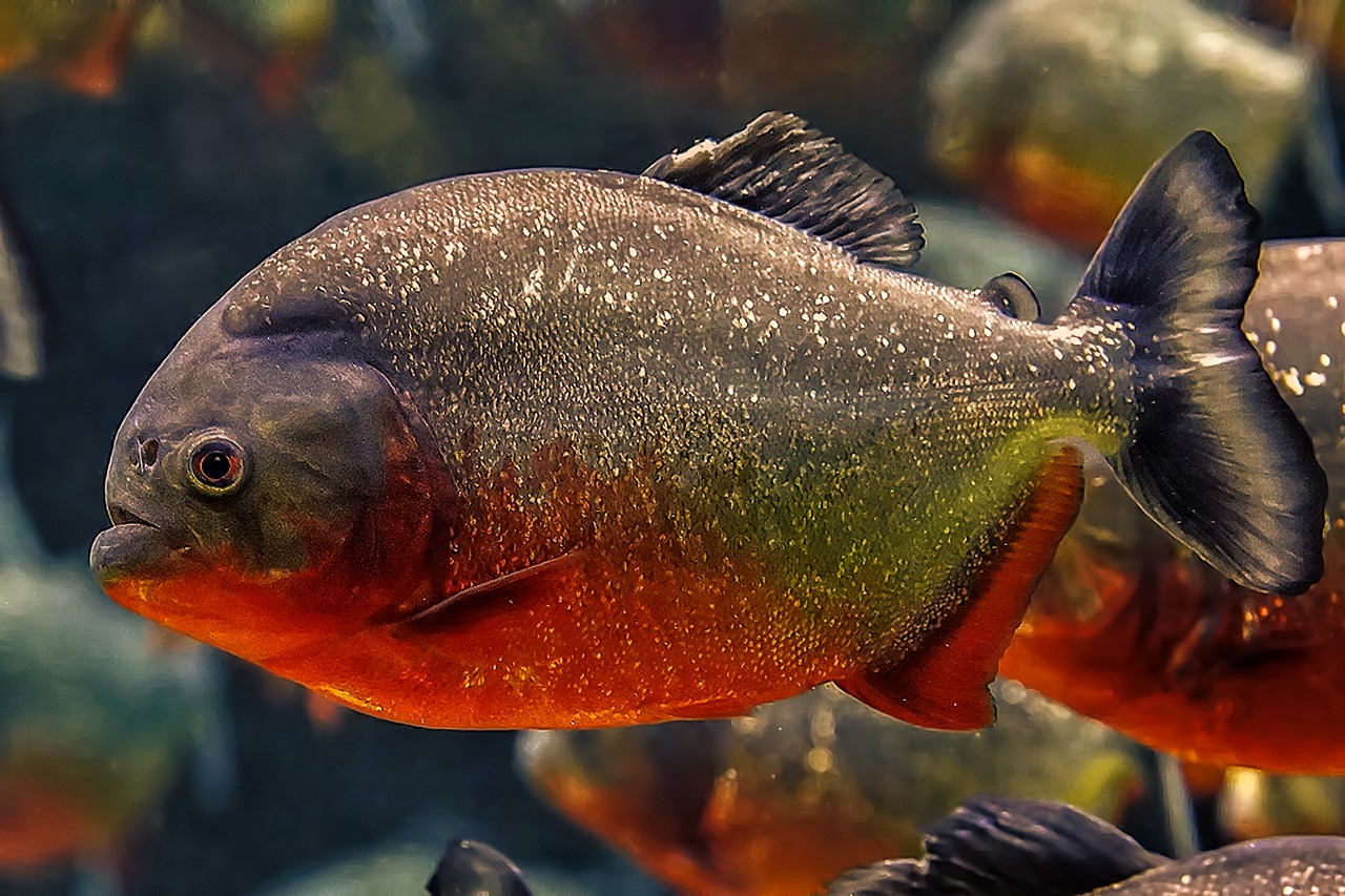 piranha-facts-stats