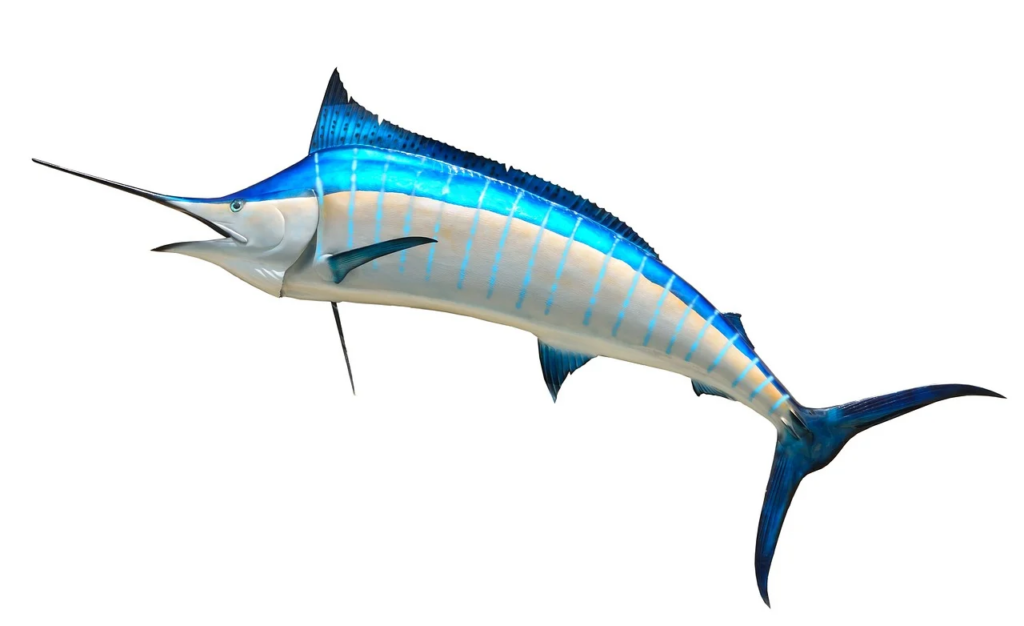 sailfish-facts-stats