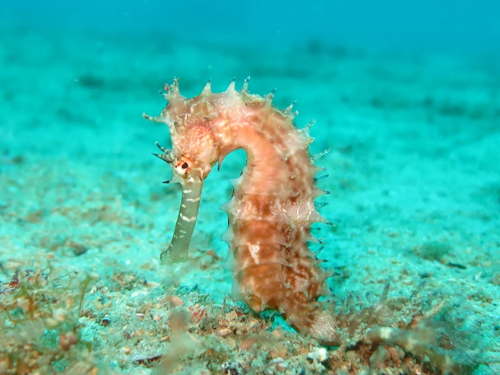 seahorse-facts-stats