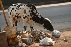 Plastic intake by cows is an aftermath of increase in pollution