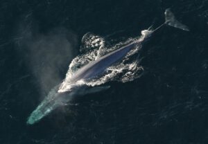 facts nad statistics about the human heart: blue whale has the largest heart in terms of weight