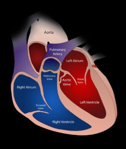 daigramatic description of the heart