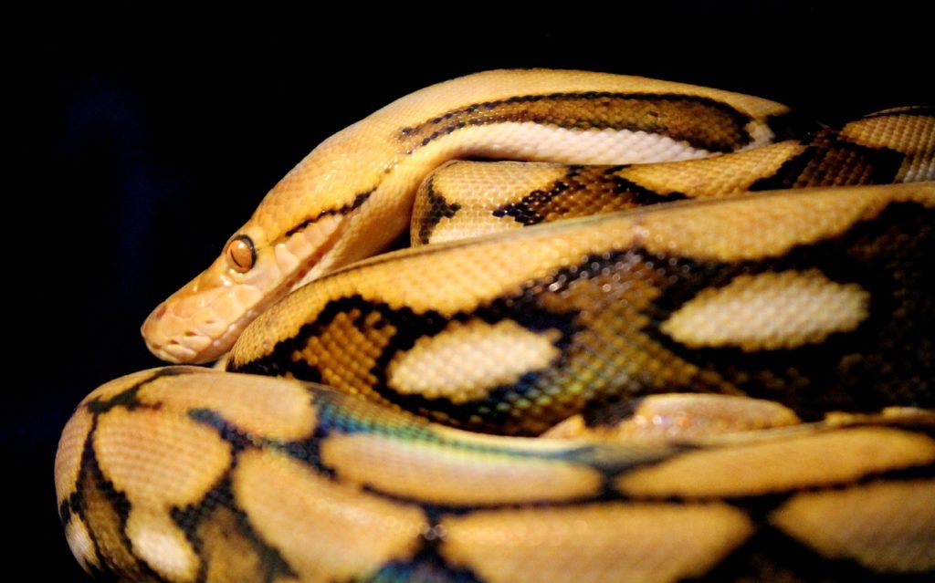 reticulated-python-facts