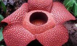 Rafflesia-facts-stats