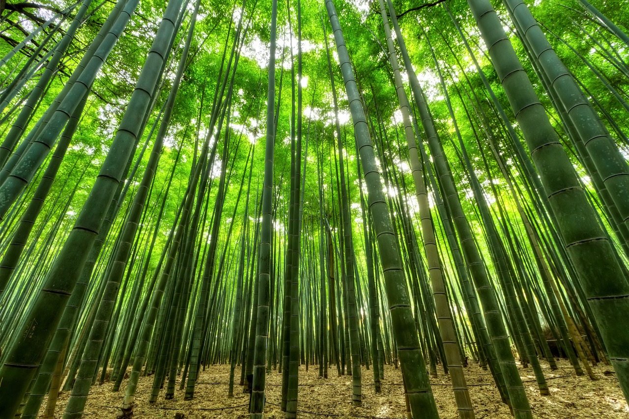 bamboo-facts-stats