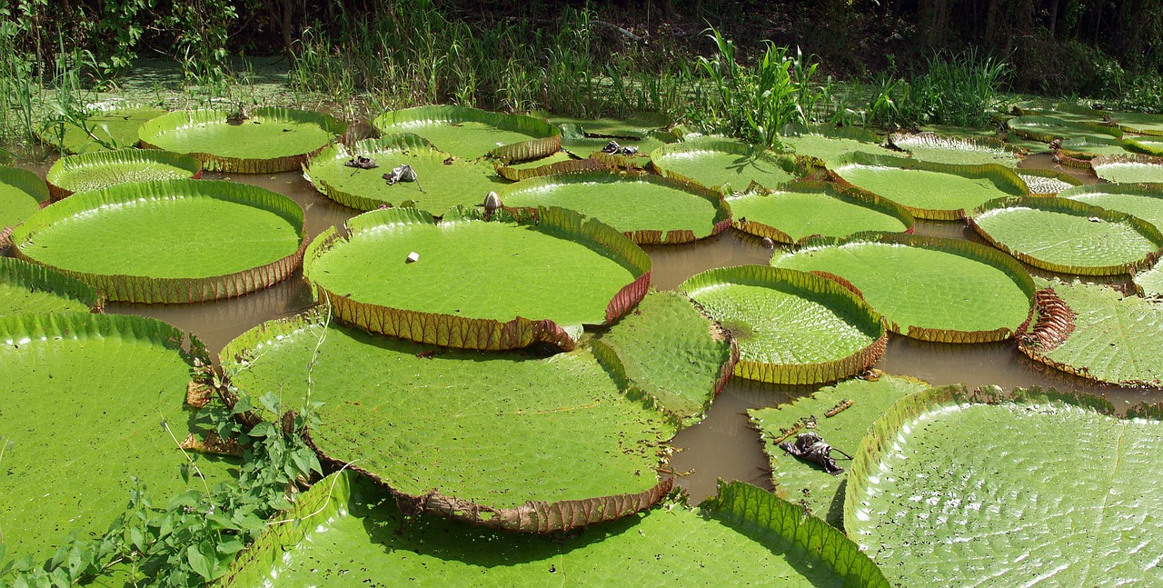 water-lilies-facts-stats