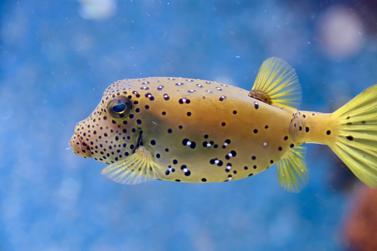 puffer-fish-facts-stats