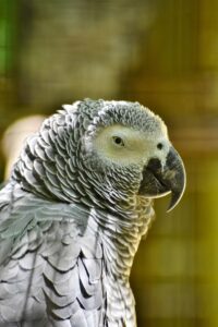 African Grey Parrot is the most talkative bird