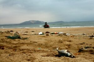 Oceans are littered causing the aquatic species to danger