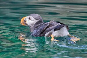 a Puffin can fly underwater