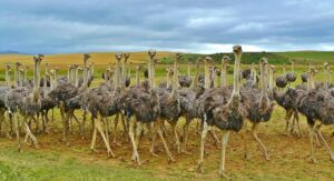 facts and statistics about birds- African Ostrich