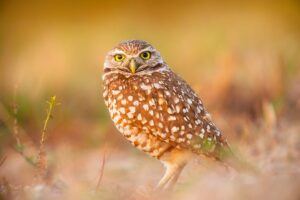 an Owl rotates it heads in order to look around