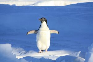 Penguins can jump as high as 6 feet