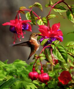 facts and statistics about birds: bee hummingbird