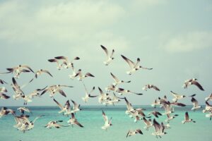 facts and statistics about birds: Birds flying