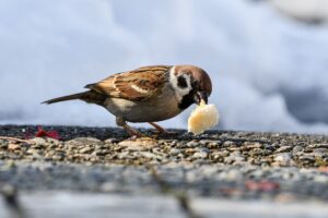 facts and statistics about birds: bird eating