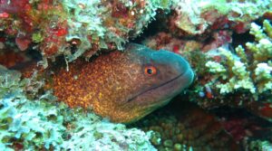 electrolyte cells present in Eel can kill someone with an electric shock