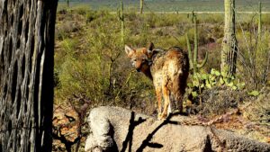 facts and statistics about mountains- coyote