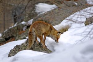 facts and statistics about mountains- Red Fox