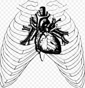 black and white image of a human heart