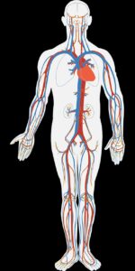 facts and statistics about the human heart: circulation of blood
