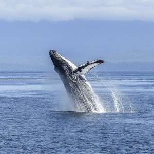 humpback-whale-facts-stats