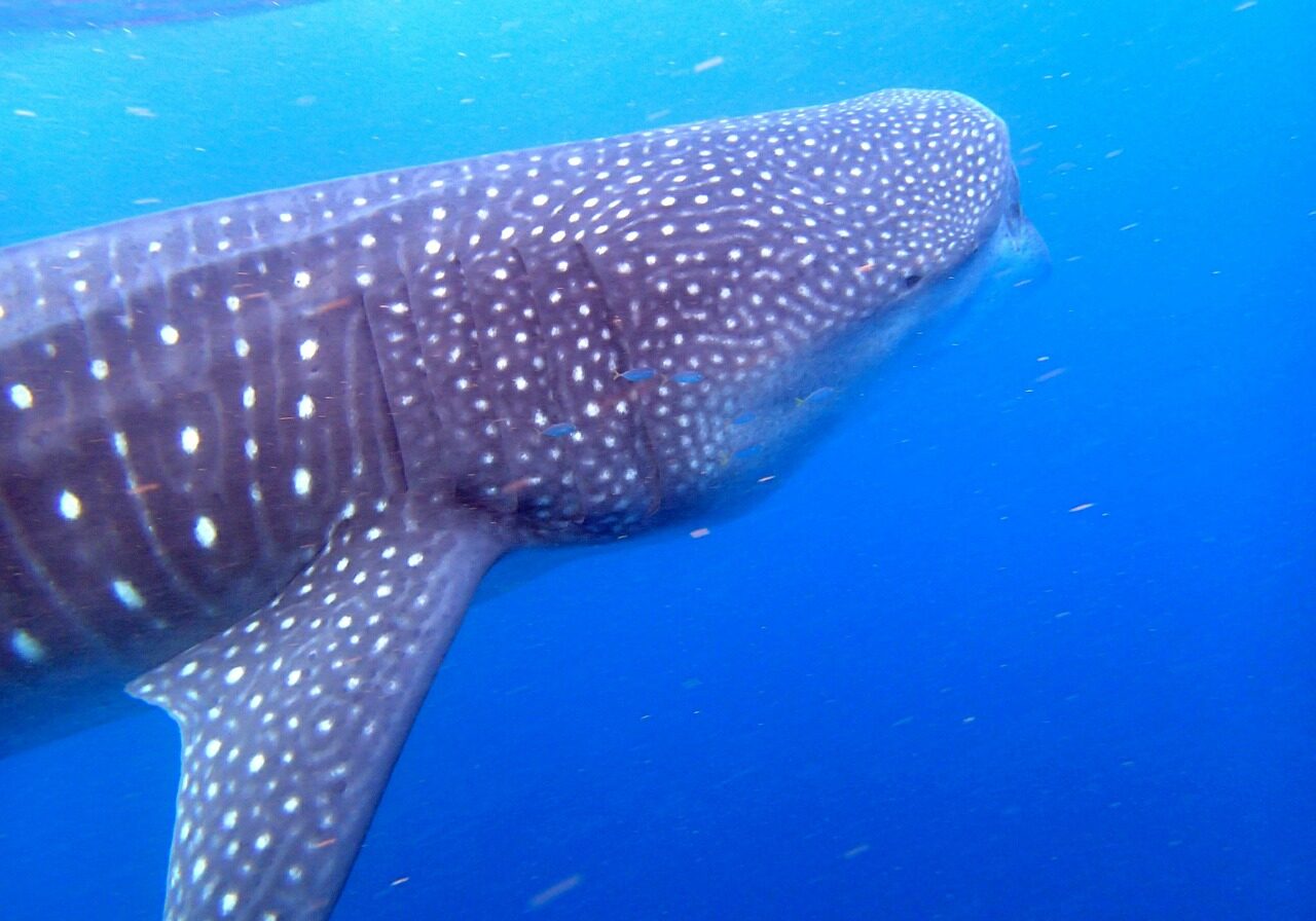 whale-shark-facts-stats